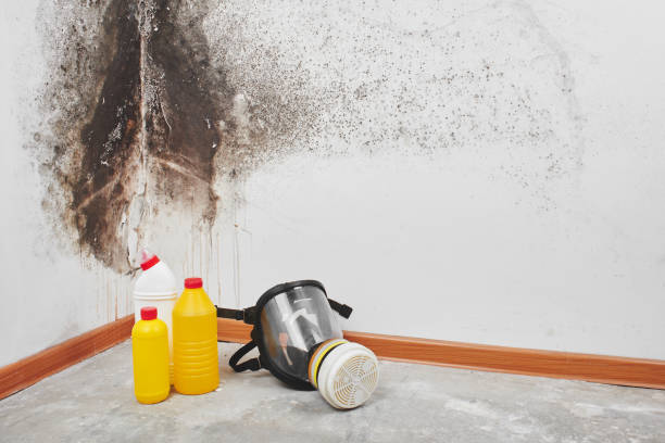 Why You Should Choose Our Mold Remediation Services in Montello, WI